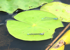 Paracercion calamorum calamorum