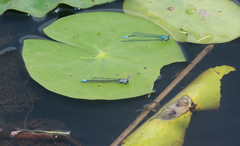 Paracercion calamorum calamorum