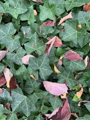 Hedera helix