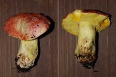 Butyriboletus regius