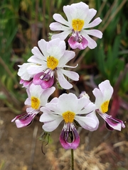 Schizanthus litoralis