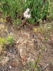 Schizanthus litoralis