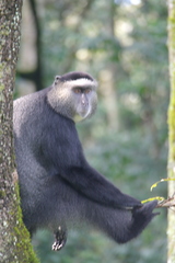Cercopithecus mitis stuhlmanni