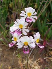 Schizanthus litoralis