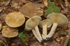 Lactarius pterosporus