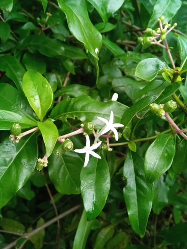 Chassalia princei