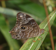 Lethe rohria neelgheriensis