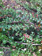 Cotoneaster × suecicus