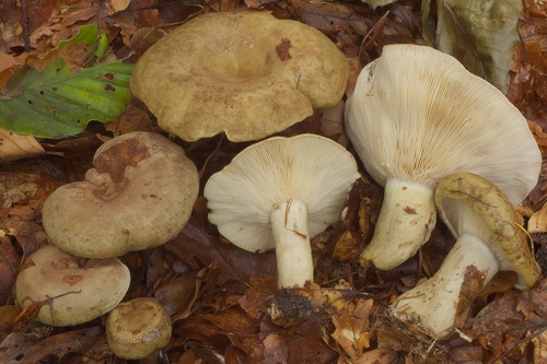 Slimy Milkcap
