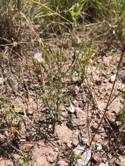 Ipomoea costellata