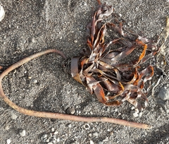 Laminaria hyperborea