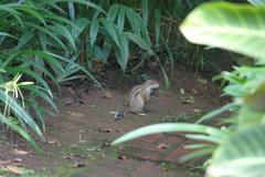 Euxerus erythropus