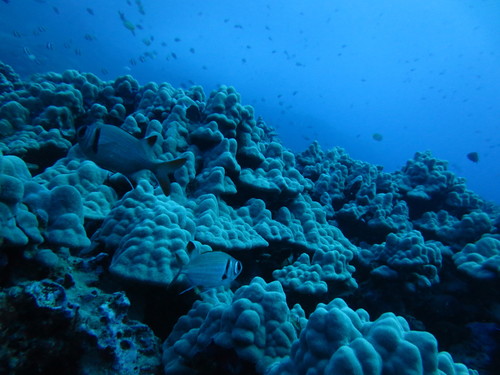 Myripristis kuntee