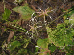 Clematis terniflora mandshurica