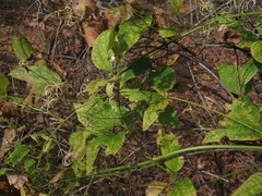 Clematis terniflora mandshurica