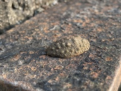 Onchidioidea