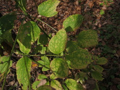Clematis terniflora mandshurica