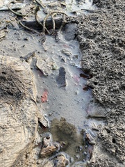 Polycladida