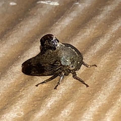 Telamona decorata