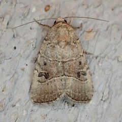 Elaphria fuscimacula