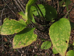 Clematis terniflora mandshurica