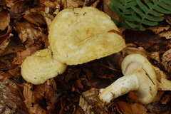 Lactarius leonis