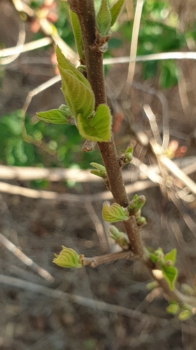 Acalypha boinensis image