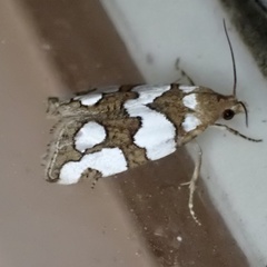 Pelochrista quinquemaculana
