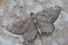 Philereme vetulata