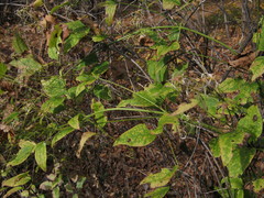 Clematis terniflora mandshurica