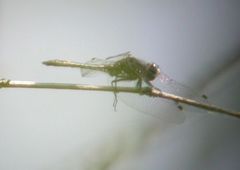 Leucorrhinia intacta