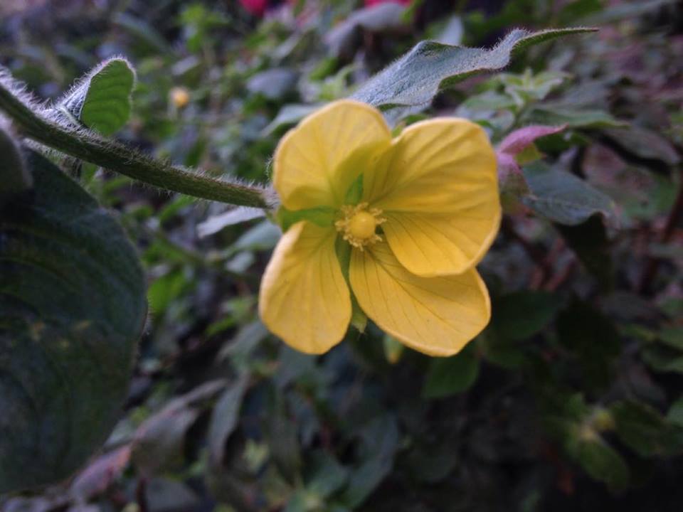 Ludwigia jussiaeoides