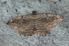 Philereme transversata