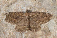 Philereme transversata