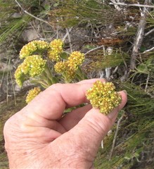Crassula subulata fastigiata
