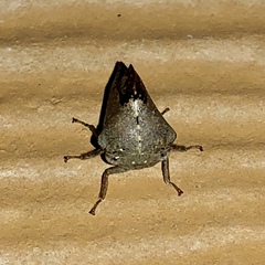 Telamona decorata