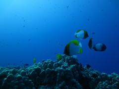 Hemitaurichthys polylepis