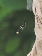 Synanthedon andrenaeformis