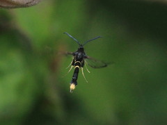 Synanthedon andrenaeformis