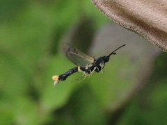 Synanthedon andrenaeformis