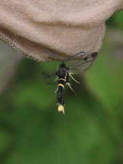 Synanthedon andrenaeformis