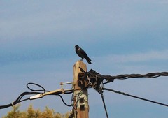 Corvus monedula soemmerringii