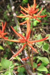 Erythrina leptorhiza