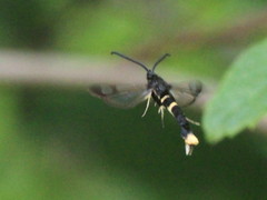 Synanthedon andrenaeformis