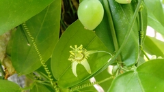Passiflora ciliata