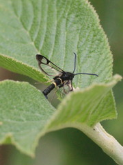 Synanthedon andrenaeformis