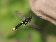 Synanthedon andrenaeformis