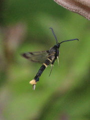 Synanthedon andrenaeformis