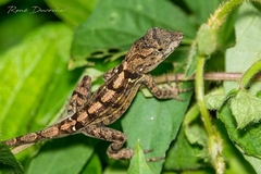 Anolis armouri
