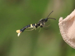 Synanthedon andrenaeformis